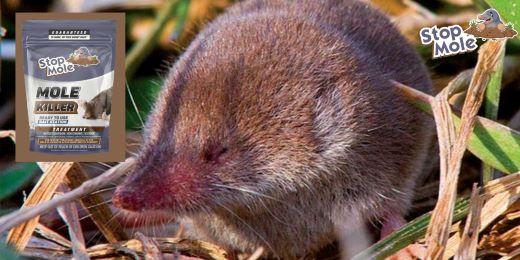 Kā tieši darbojas Stop Mole ārstēšana?